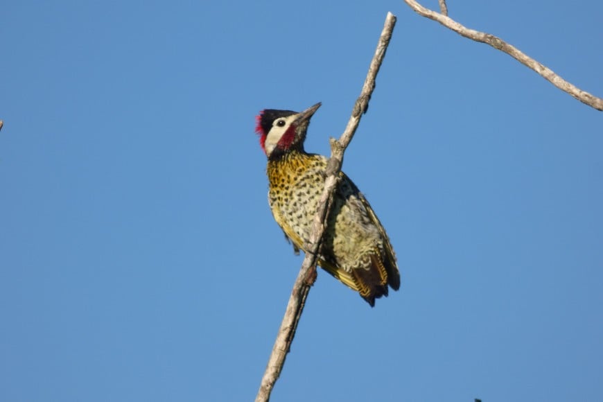 Pablo Capovilla (gentileza)