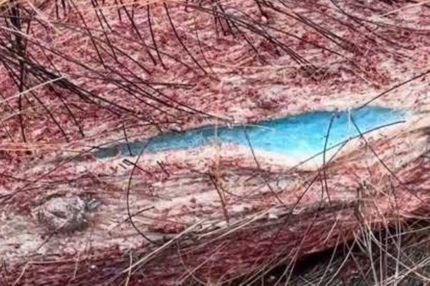 La  fluorescencia azul neón en la carne de los cerdos desafía toda explicación natural.