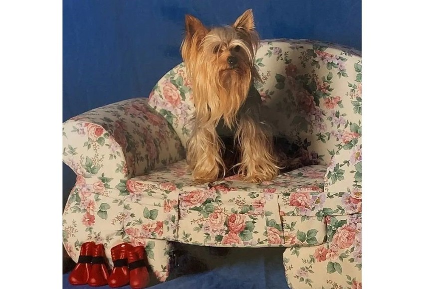 Jazmín, perro de Susana Giménez