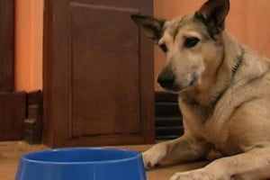 Violeta, la perra “Fatiga” de Casados con Hijos