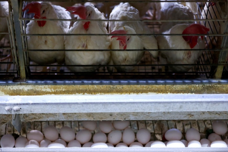 FILE PHOTO: Chickens sit at a poultry farm as Brazil's egg exports soar amid stronger U.S. demand, in Westfalia, Rio Grande do Sul, Brazil, March 11, 2025. REUTERS/Diego Vara/File Photo
