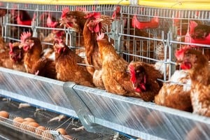 Las autoridades argentinas suspendieron temporalmente las exportaciones de productos avícolas