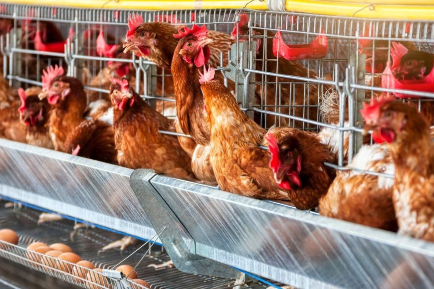 Las autoridades argentinas suspendieron temporalmente las exportaciones de productos avícolas