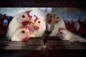 China suspendió importaciones de pollo argentino tras un nuevo brote de gripe aviar. Crédito: Reuters.
