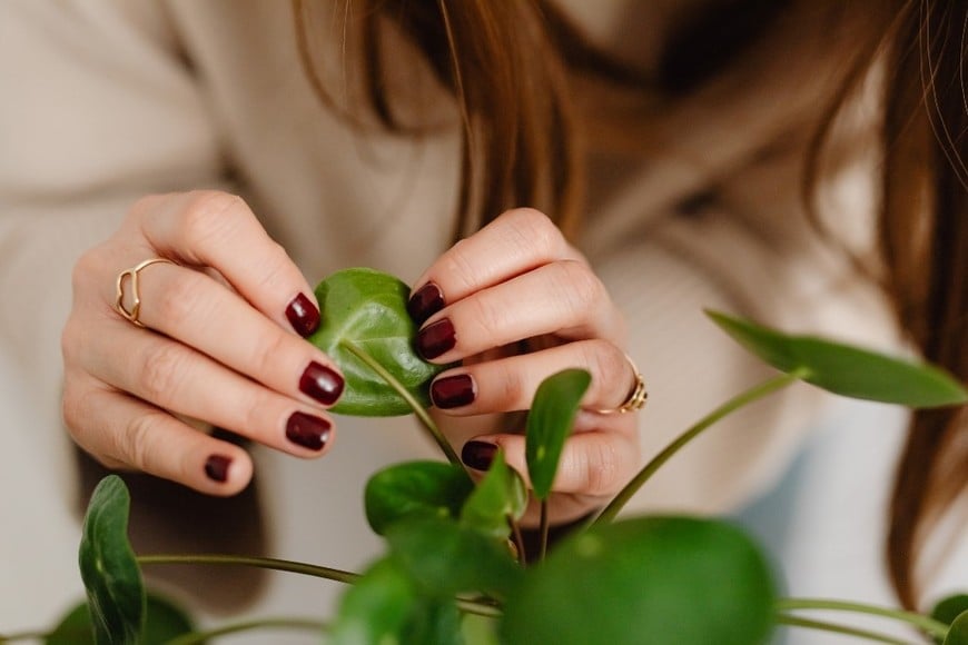 Rincones del jardín con combinación de flores y follaje.