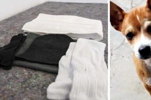 El proyecto prevé la elaboración de un protocolo de convivencia articulado entre la Secretaría de Desarrollo Humano y Hábitat y organizaciones proteccionistas.