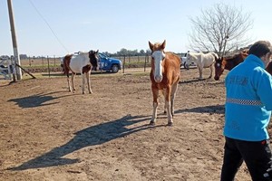 Los caballos, visiblemente flacos.