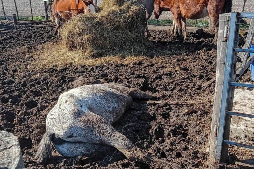 Uno de los caballos en estado de desnutrición extrema.