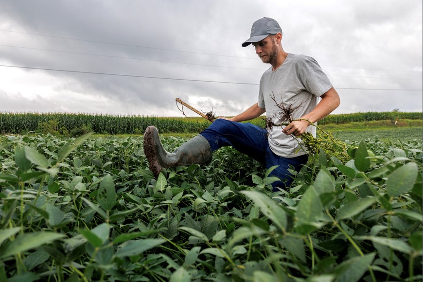 Dustin Guy, a crop scout on the Pro Farmer Crop Tour, collects soybean samples across the Midwest, trying to gauge the size of the corn and soybean crop that farmers will harvest in the fall,  Indiana, U.S. August 19, 2025. REUTERS/Evelyn Hockstein