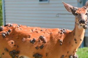 ¿Qué son los bultos en la piel de los ciervos en Estados Unidos?