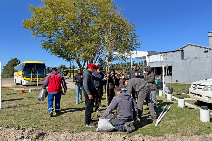 El plan de forestación continuará con nuevas plantaciones en la avenida Corrientes (acceso a la ciudad) y la reposición de ejemplares en la calle San Martín.