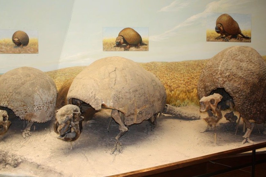 El animal vivió hace millones de años en Sudamérica.