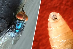 Una mosca adulta del gusano barrenador y una larva del gusano barrenador del Nuevo Mundo.