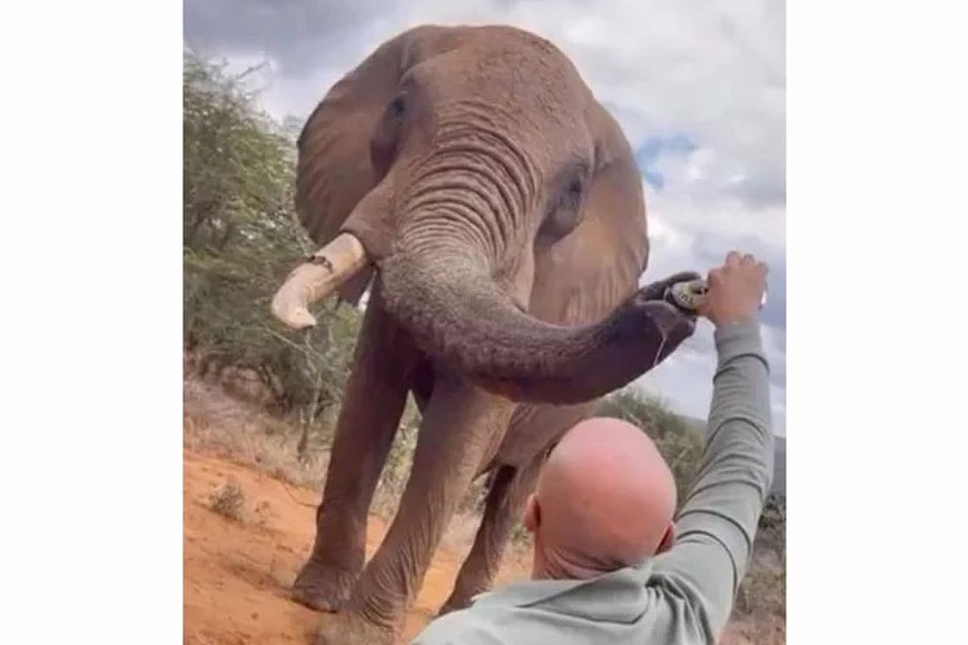 Bupa fue rescatado de un sacrificio masivo de elefantes en Zimbabue en 1989 y llevado a la reserva cuando tenía ocho años.