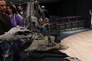 Una reproducción plástica y los huesos fosilizados del Kostensuchus atrox, un antiguo cocodrilo que vivió hace unos 70 millones de años, cerca del final de la era de los dinosaurios.