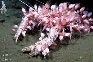 expedicion mar uruguay Crédito: @gatalansky