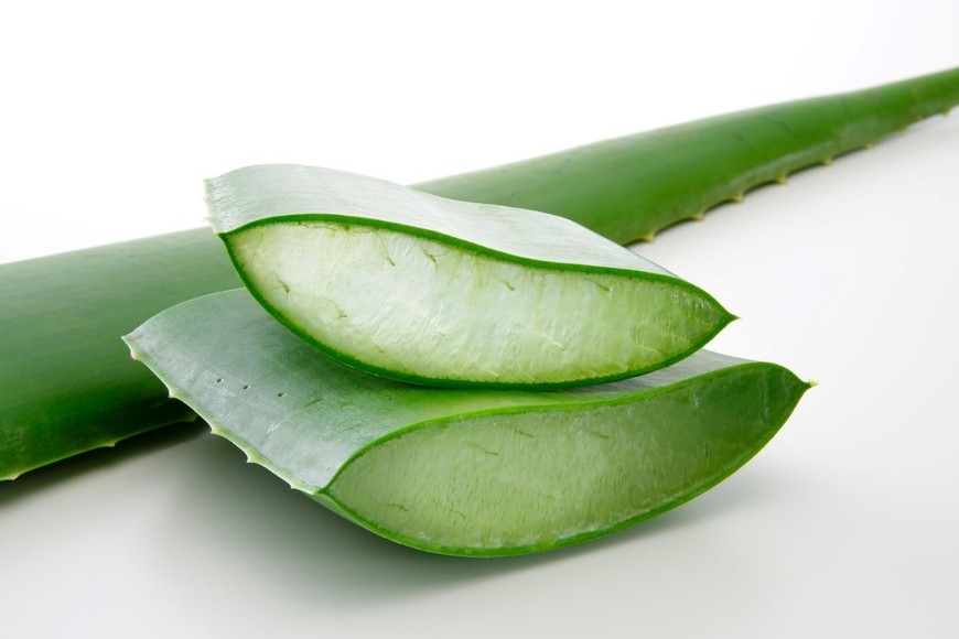 El gel de aloe vera puede retener una gran cantidad de agua