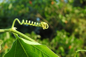 El Equipo de Botánica tiene prevista la publicación de un libro sobre las plantas trepadoras de Santa Fe. 