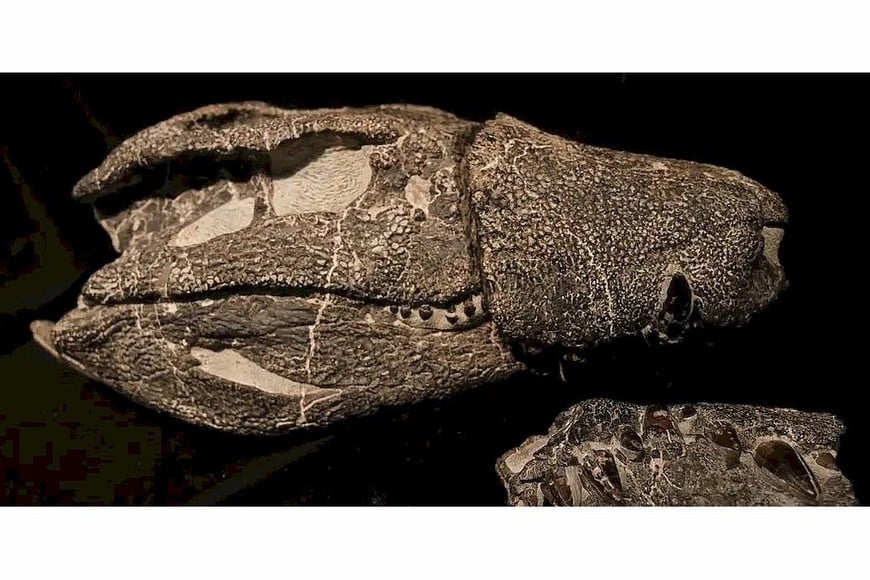 Restos fosilizados de Kostensuchs atrox descubierto en la Patagonia, Argentina.