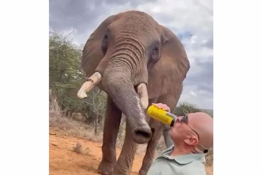 El hombre le dio cerveza Tusker al elefante.