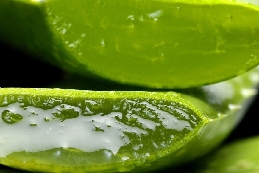 Gel rico en polisacáridos, vitaminas, minerales, enzimas y aminoácidos.