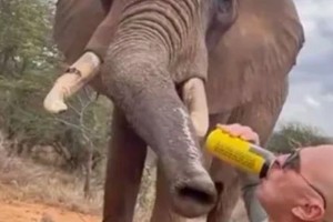 Las imagénes desataron la ira en las redes sociales.