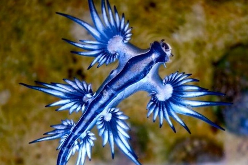 El veneno concentrado en estas criaturas resulta incluso más agresivo que el de muchas medusas.