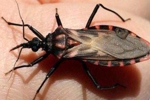 Programa integral que combina controles médicos, diagnóstico temprano y acciones de control