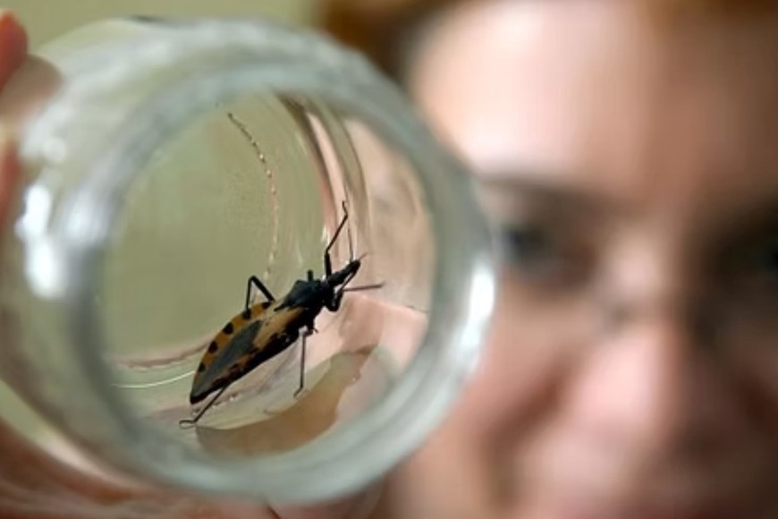 Cuando se identifica la presencia de vinchucas en los hogares, se llevan a cabo rociados domiciliarios