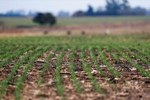 Wheat plants genetically modified with a strain called HB4, which have a gene that helps them better tolerate drought, are pictured in a farm in Pergamino, Buenos Aires, Argentina July 20, 2022. REUTERS/Agustin Marcarian