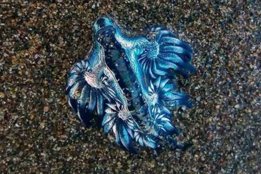 Glaucus atlanticus, mejor conocido como “dragón azul”.