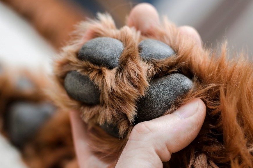 Revisar las patas diariamente ayuda a detectar lesiones o infecciones.