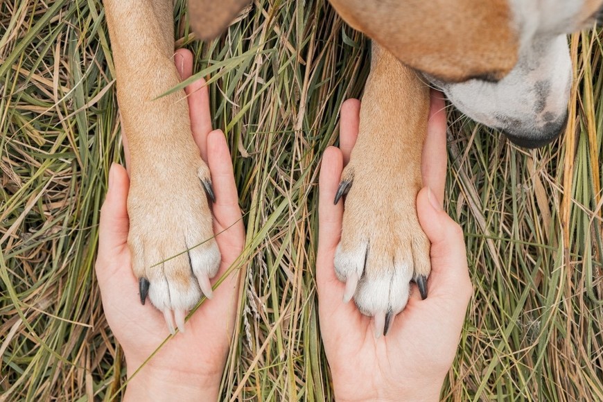 La ansiedad o el estrés pueden provocar lamido compulsivo en los perros.