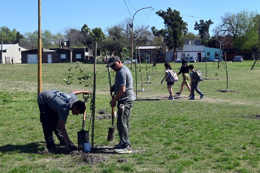 Un árbol, una sombra más en la ciudad. MCSF