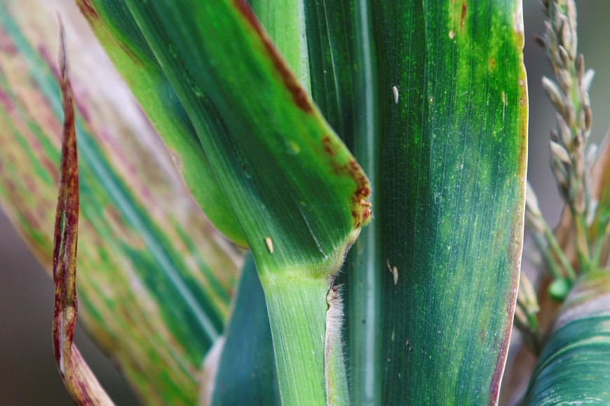 Leafhoppers are seen in a corn plant on a National Institute of Agricultural Technology (INTA) experimental field, in Marcos Juarez, Cordoba, Argentina April 20, 2024. REUTERS/Matias Baglietto