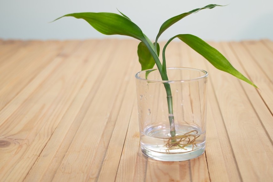 Detalle de raíces y hojas en plantas de bajo mantenimiento.