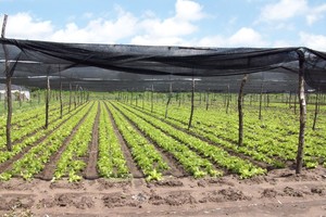 Cayó lluvia abundante y un granizo finito que no alcanzó a causar daños graves en las quintas. Crédito: Gentileza