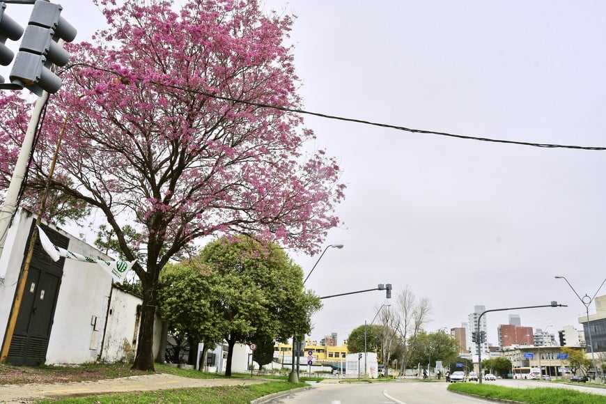 Un lapacho rosado ya florecido en una avenida de la ciudad.