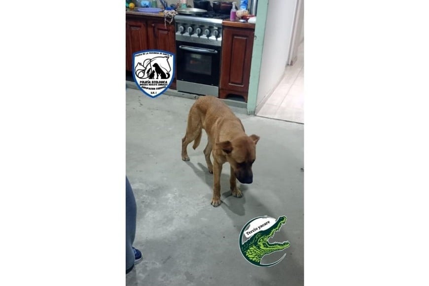 Una mujer se ofreció a darle tránsito al perro durante la noche