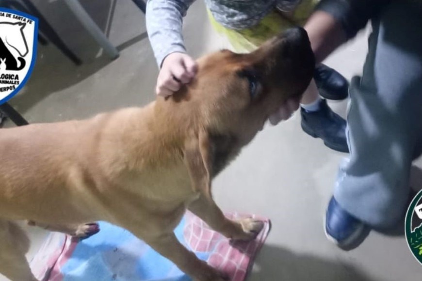 El animal fue embestido por un automóvil que luego continuó su marcha