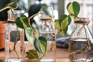 Ideas de decoración con plantas que crecen directamente en agua.