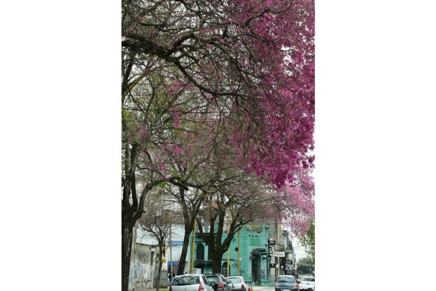 Es un árbol nativo y resistente a las sequías.