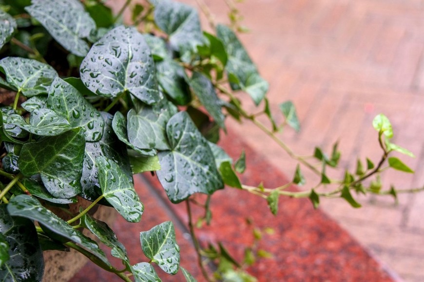 La vegetación en agua transforma cualquier espacio.