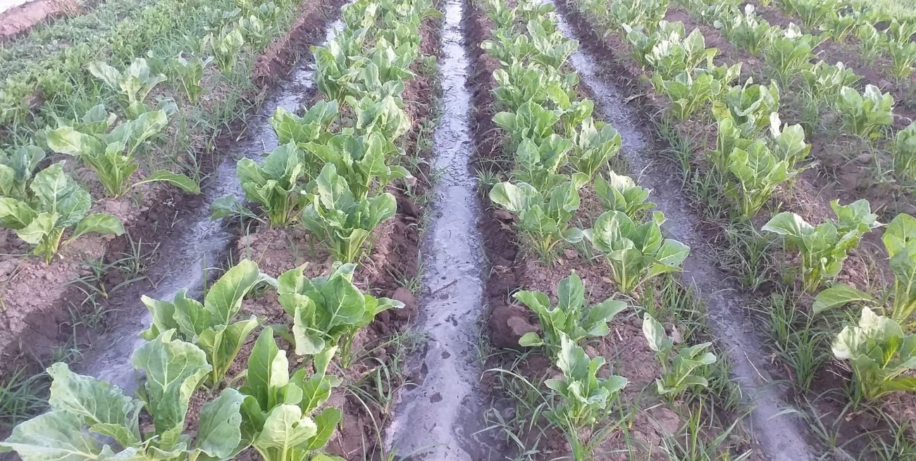 "El quintero chico y mediano está adecuando la producción. Ya no puede sembrar grandes lotes de verduras, sino que lo hace en forma escalonada, cada semana", sostuvieron.