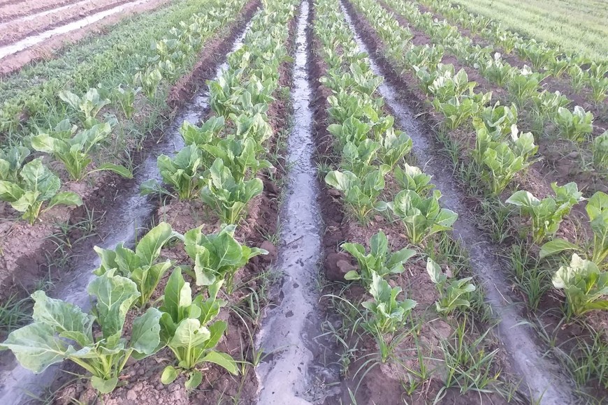 "El quintero chico y mediano está adecuando la producción. Ya no puede sembrar grandes lotes de verduras, sino que lo hace en forma escalonada, cada semana", sostuvieron.