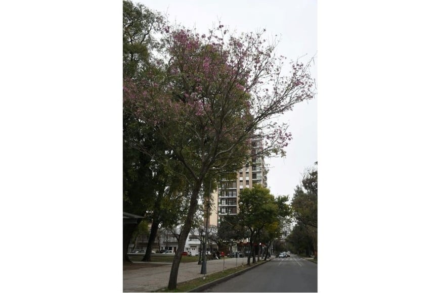 Otro ejemplar, en cercanías de la Plaza Pueyrredón.