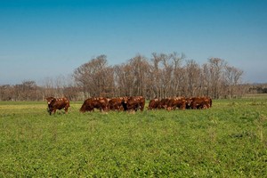 “El nuevo escenario económico se caracteriza por una unificación del tipo de cambio, una marcada desaceleración de la inflación en los últimos meses y precios de la hacienda expresados en un dólar real, sin brecha cambiaria”