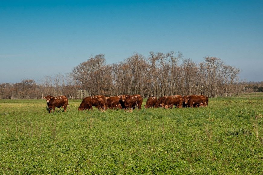 “El nuevo escenario económico se caracteriza por una unificación del tipo de cambio, una marcada desaceleración de la inflación en los últimos meses y precios de la hacienda expresados en un dólar real, sin brecha cambiaria”
