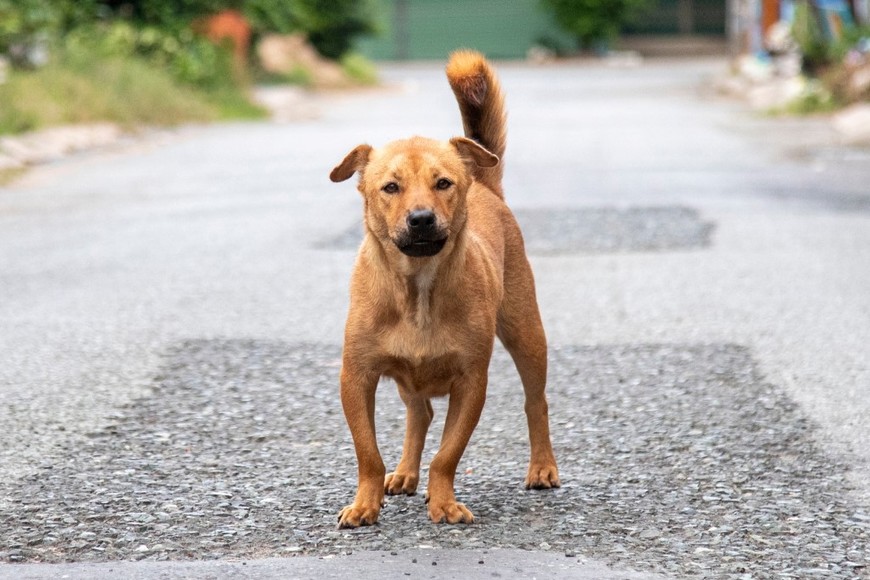 Interacción cercana entre un transeúnte y un perro callejero.