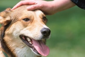 Gesto de afecto mientras un perro disfruta del contacto humano.